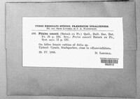 Cyathicula amenti image